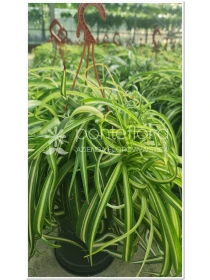 Chlorophytum Ocean - Azienda Florovivaistica Ponteflora Di Pisapia Antonio