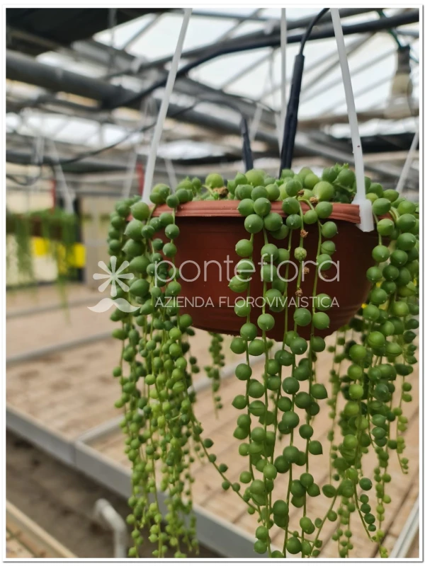 Senecio herreianus - Azienda Florovivaistica Ponteflora Di Pisapia Antonio