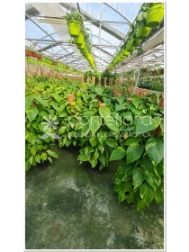 Scindapsus Aureum - Azienda Florovivaistica Ponteflora Di Pisapia Antonio