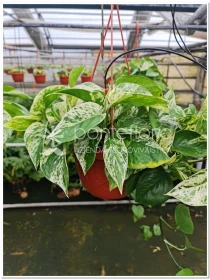 Scindapsus Marble Queen - Azienda Florovivaistica Ponteflora Di Pisapia Antonio