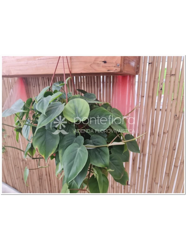 Philodendron scandens - Azienda Florovivaistica Ponteflora Di Pisapia Antonio