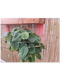 Philodendron scandens - Azienda Florovivaistica Ponteflora Di Pisapia Antonio