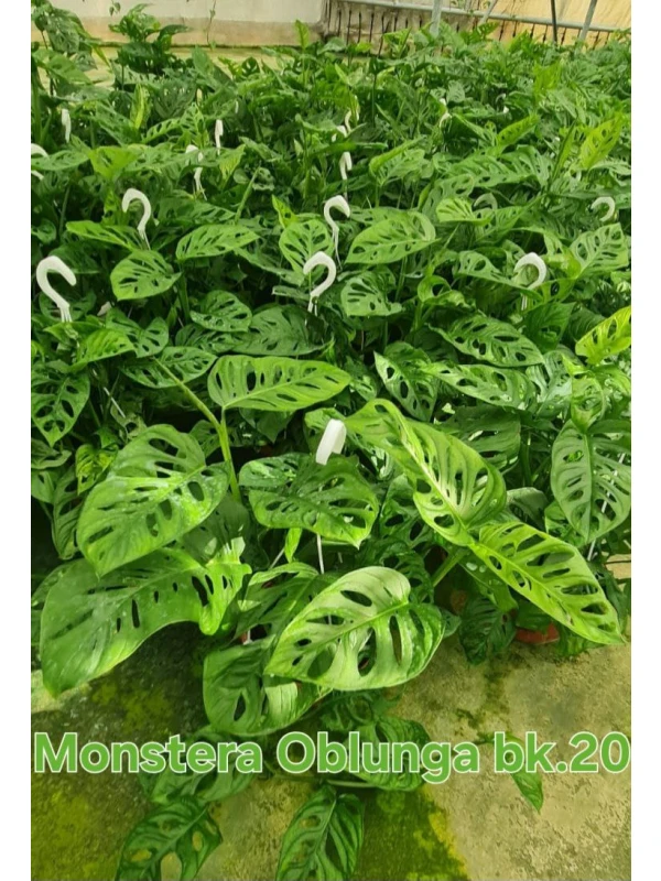 Monstera Obliqua - Azienda Florovivaistica Ponteflora Di Pisapia Antonio