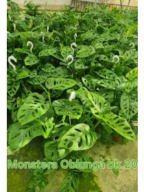Monstera Obliqua - Azienda Florovivaistica Ponteflora Di Pisapia Antonio