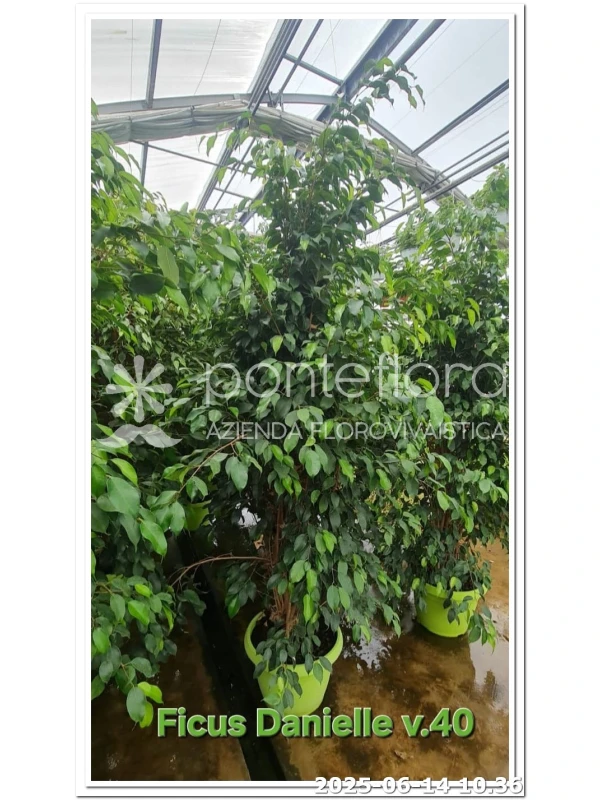 Ficus benjamina 'Danielle' - Azienda Florovivaistica Ponteflora Di Pisapia Antonio