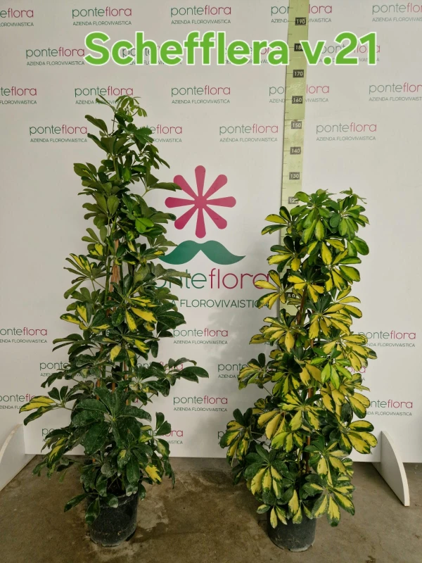 Schefflera arboricola - Azienda Florovivaistica Ponteflora Di Pisapia Antonio