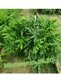 Microsorum Diversifolium - Azienda Florovivaistica Ponteflora Di Pisapia Antonio