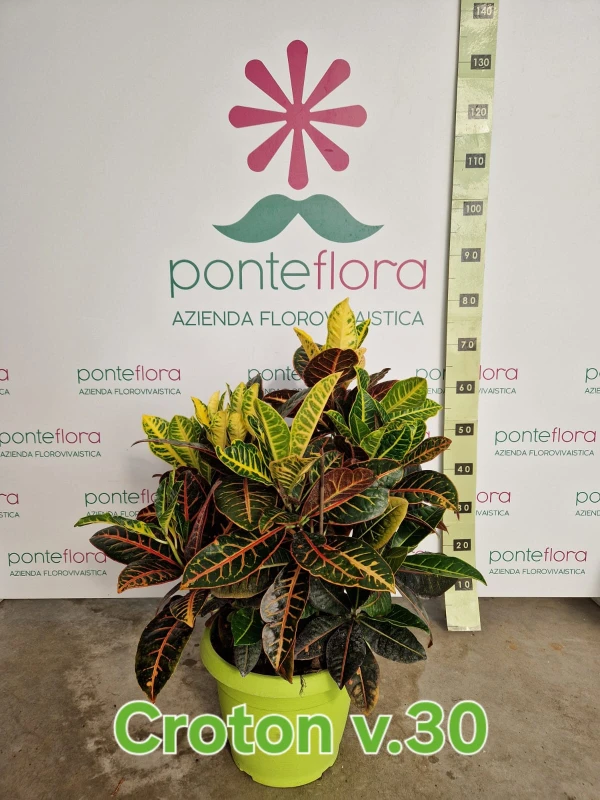 Codiaeum variegatum 'Gold Star' - Azienda Florovivaistica Ponteflora Di Pisapia Antonio
