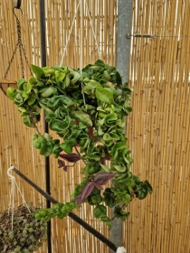 Hoya carnosa 'Compacta' - Azienda Florovivaistica Ponteflora Di Pisapia Antonio