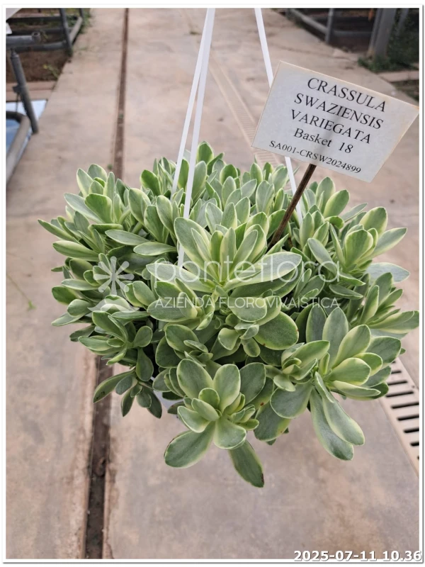 Crassula Swaziensis Variegata - Azienda Florovivaistica Ponteflora Di Pisapia Antonio