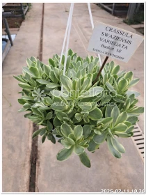 Crassula Swaziensis Variegata - Azienda Florovivaistica Ponteflora Di Pisapia Antonio