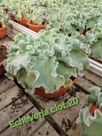 Echeveria Blue Prince - Azienda Florovivaistica Ponteflora Di Pisapia Antonio