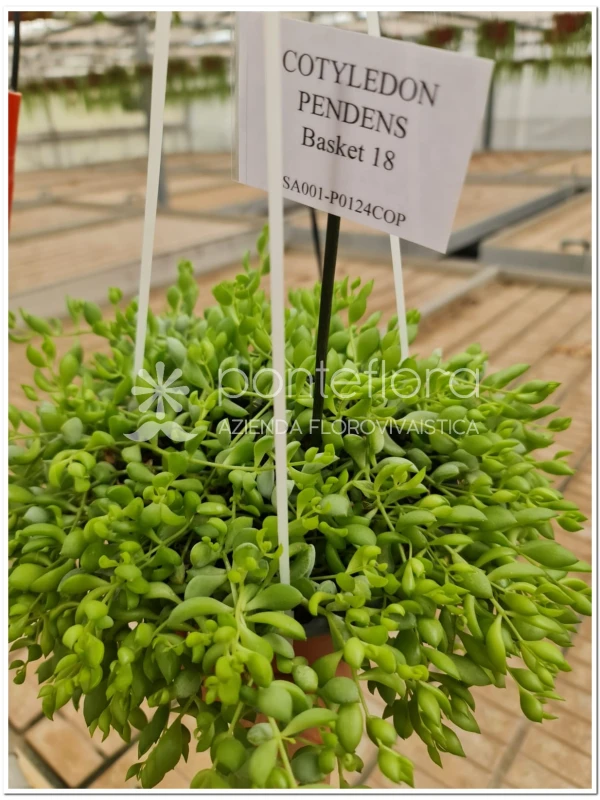 Cotyledon Pendens - Azienda Florovivaistica Ponteflora Di Pisapia Antonio