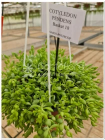 Cotyledon Pendens - Azienda Florovivaistica Ponteflora Di Pisapia Antonio