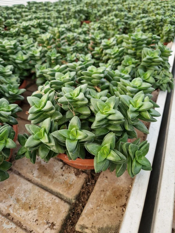 Crassula Perforata - Azienda Florovivaistica Ponteflora Di Pisapia Antonio