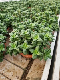 Crassula Perforata - Azienda Florovivaistica Ponteflora Di Pisapia Antonio