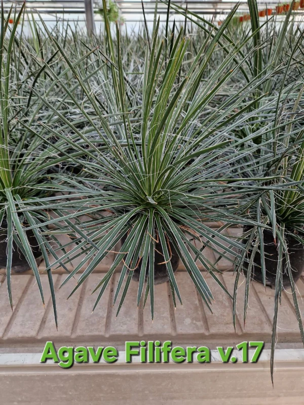 Agave filifera - Azienda Florovivaistica Ponteflora Di Pisapia Antonio