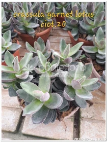 Crassula Alba Lotus - Azienda Florovivaistica Ponteflora Di Pisapia Antonio