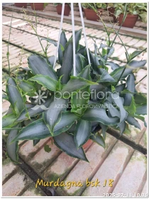 Murdannia lor. Bright Star - Azienda Florovivaistica Ponteflora Di Pisapia Antonio