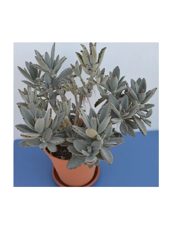 Kalanchoe tomentosa - Azienda Florovivaistica Ponteflora Di Pisapia Antonio