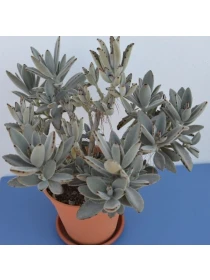 Kalanchoe tomentosa - Azienda Florovivaistica Ponteflora Di Pisapia Antonio