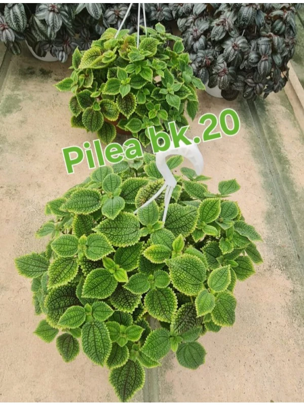Pilea mix - Azienda Florovivaistica Ponteflora Di Pisapia Antonio