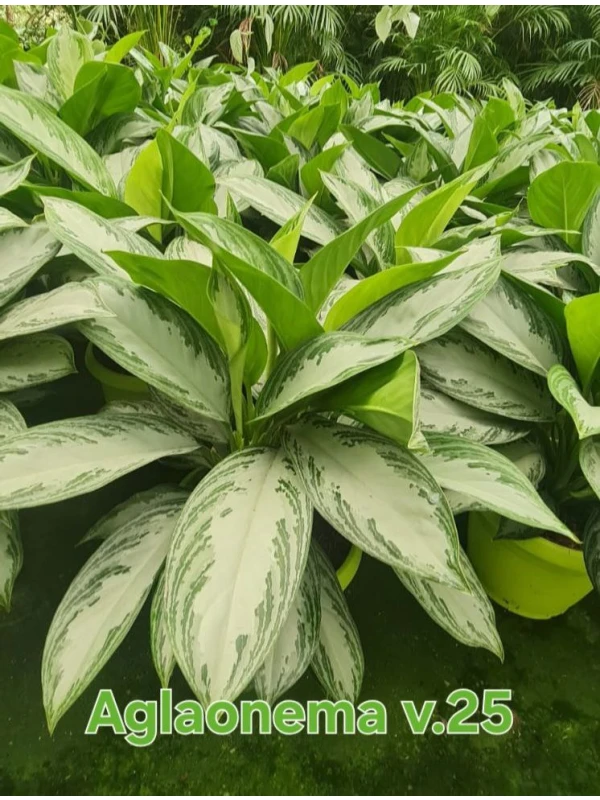 Aglaonema 'Silver Bay' - Azienda Florovivaistica Ponteflora Di Pisapia Antonio