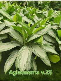 Aglaonema 'Silver Bay' - Azienda Florovivaistica Ponteflora Di Pisapia Antonio