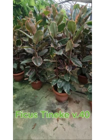 Ficus Tineke - Azienda Florovivaistica Ponteflora Di Pisapia Antonio