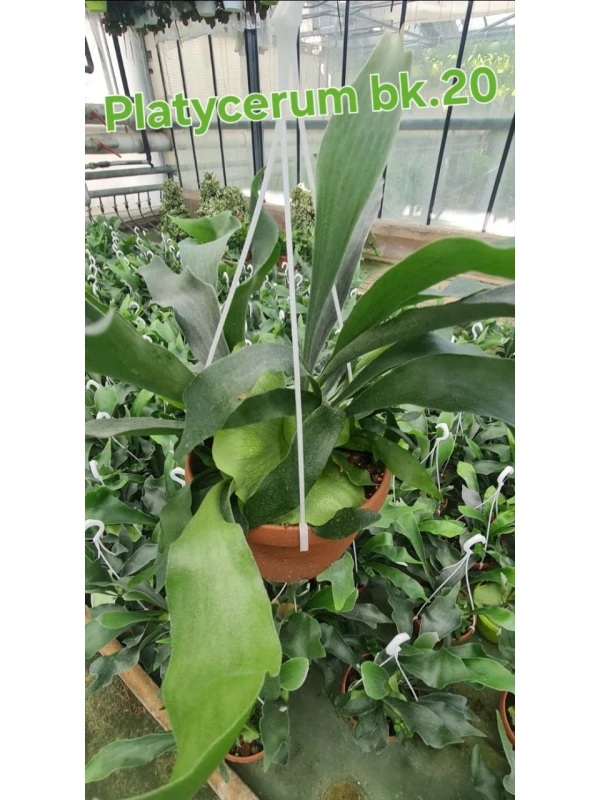 Platycerium bifurcatum - Azienda Florovivaistica Ponteflora Di Pisapia Antonio