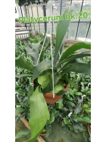 Platycerium bifurcatum - Azienda Florovivaistica Ponteflora Di Pisapia Antonio