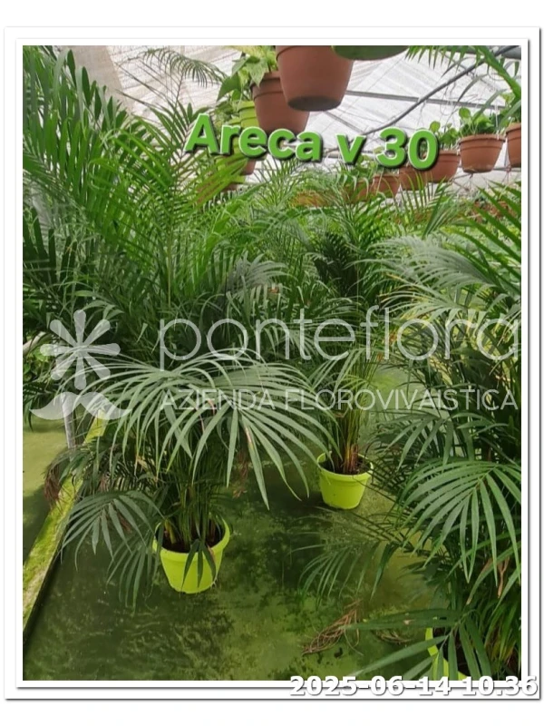 Areca - Azienda Florovivaistica Ponteflora Di Pisapia Antonio