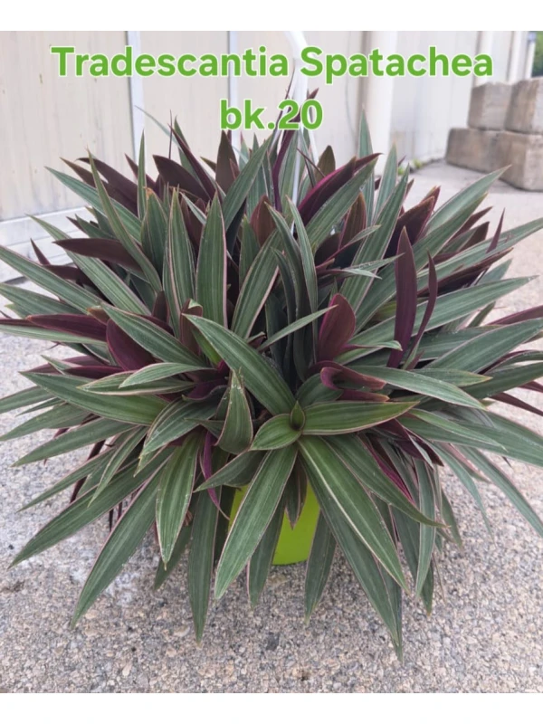 Tradescantia spathacea - Azienda Florovivaistica Ponteflora Di Pisapia Antonio
