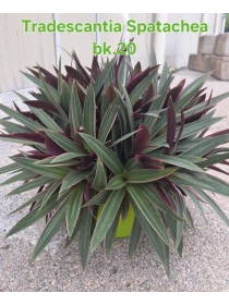 Tradescantia spathacea - Azienda Florovivaistica Ponteflora Di Pisapia Antonio