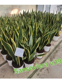 Sansevieria Laurentii - Azienda Florovivaistica Ponteflora Di Pisapia Antonio