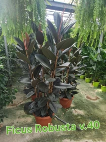 Ficus elastica 'Robusta' - Azienda Florovivaistica Ponteflora Di Pisapia Antonio