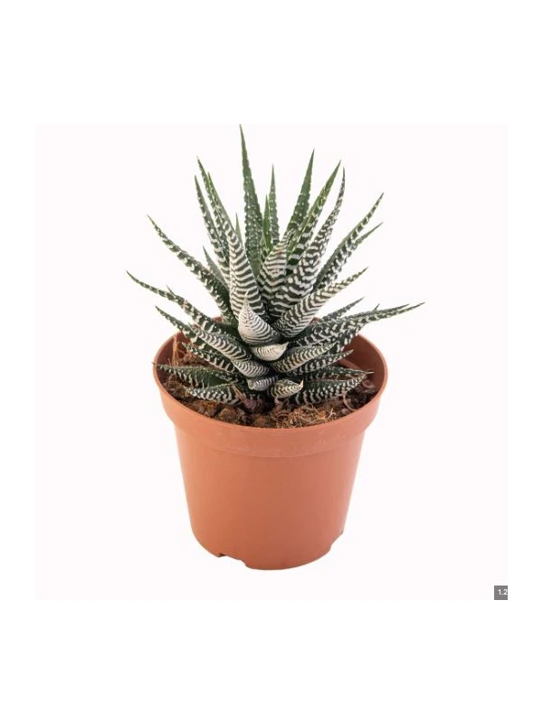 Haworthia mix - Azienda Florovivaistica Ponteflora Di Pisapia Antonio