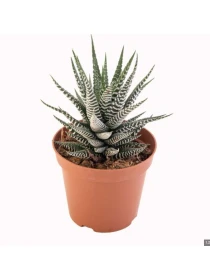 Haworthia mix - Azienda Florovivaistica Ponteflora Di Pisapia Antonio