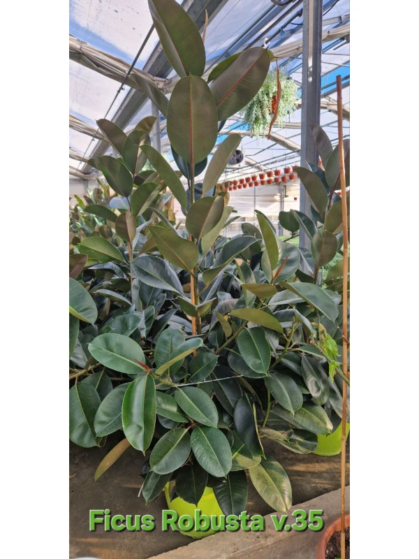 Ficus Robusta - Azienda Florovivaistica Ponteflora Di Pisapia Antonio