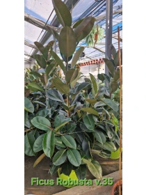 Ficus Robusta - Azienda Florovivaistica Ponteflora Di Pisapia Antonio