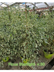Ficus Starlight - Azienda Florovivaistica Ponteflora Di Pisapia Antonio