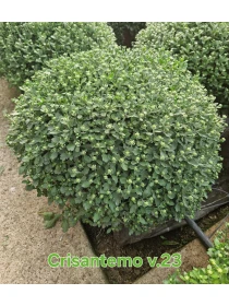 Chrysanthemum - Azienda Florovivaistica Ponteflora Di Pisapia Antonio