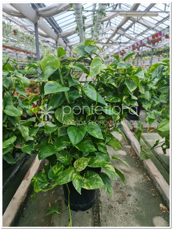 Scindapsus Aureum - Azienda Florovivaistica Ponteflora Di Pisapia Antonio