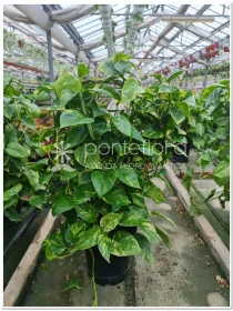 Scindapsus Aureum - Azienda Florovivaistica Ponteflora Di Pisapia Antonio