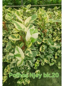 Scindapsus NJoy - Azienda Florovivaistica Ponteflora Di Pisapia Antonio