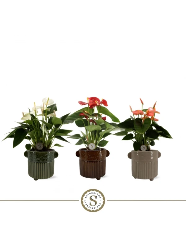 Anthurium mix V. 9 cm H. 30 cm - Efloriculture 01 Tester