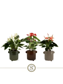 Anthurium mix V. 9 cm H. 30 cm - Efloriculture 01 Tester