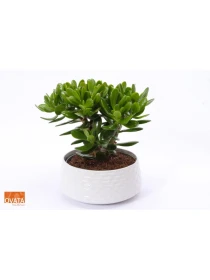Crassula Magical Tree - Naturarbor Efloric 03 Tester
