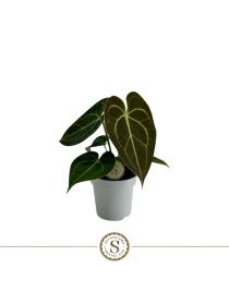 Anthurium Clavinervum - Naturarbor Efloric 03 Tester