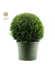 Buxus sempervirens - Naturarbor Efloriculture 02 Tester